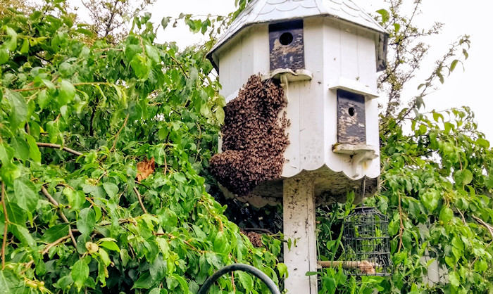 Bees on our Dove Cote