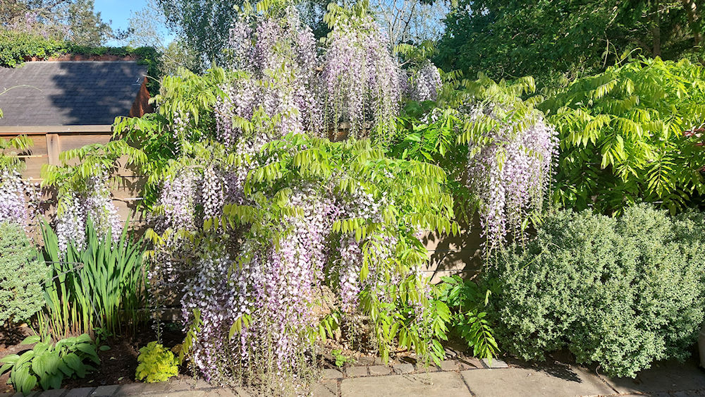 garden 25 02