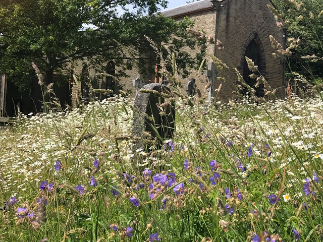 Wildflowers at Mellor Church