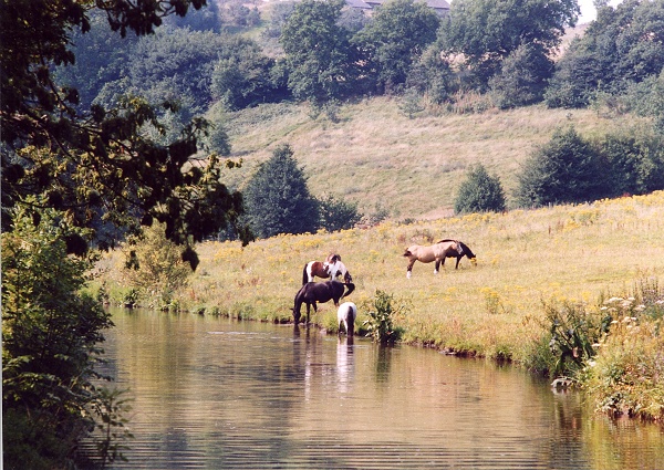 August - Ridge Horses - P.Clarke