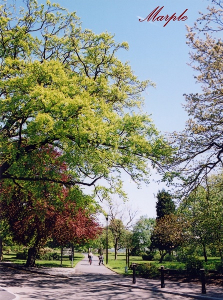 Marple Memorial Park