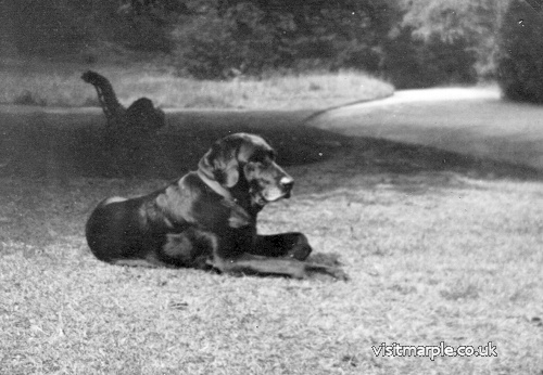 Labrador Peter in Brabyns Estate